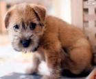 Norwich Terrier κουτάβι